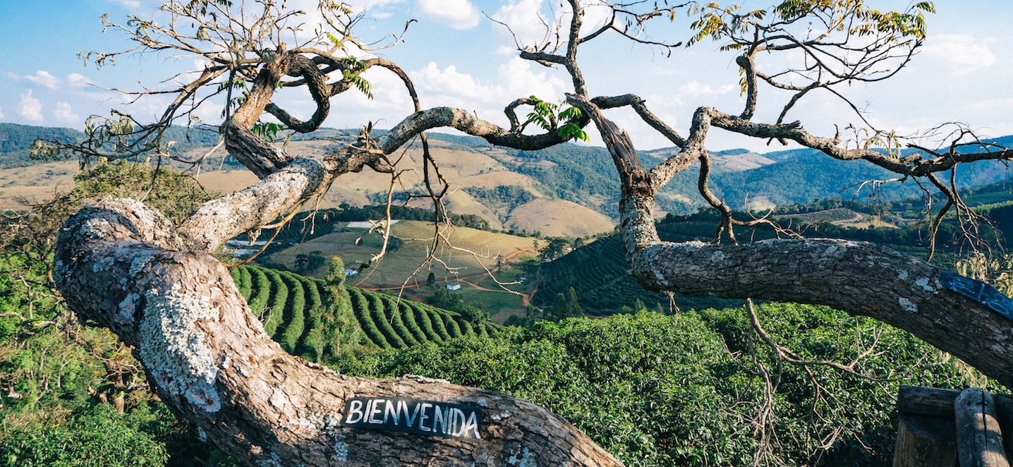 Baum mit Inschrift "Bienvieda" in brasilianischer Landschaft.