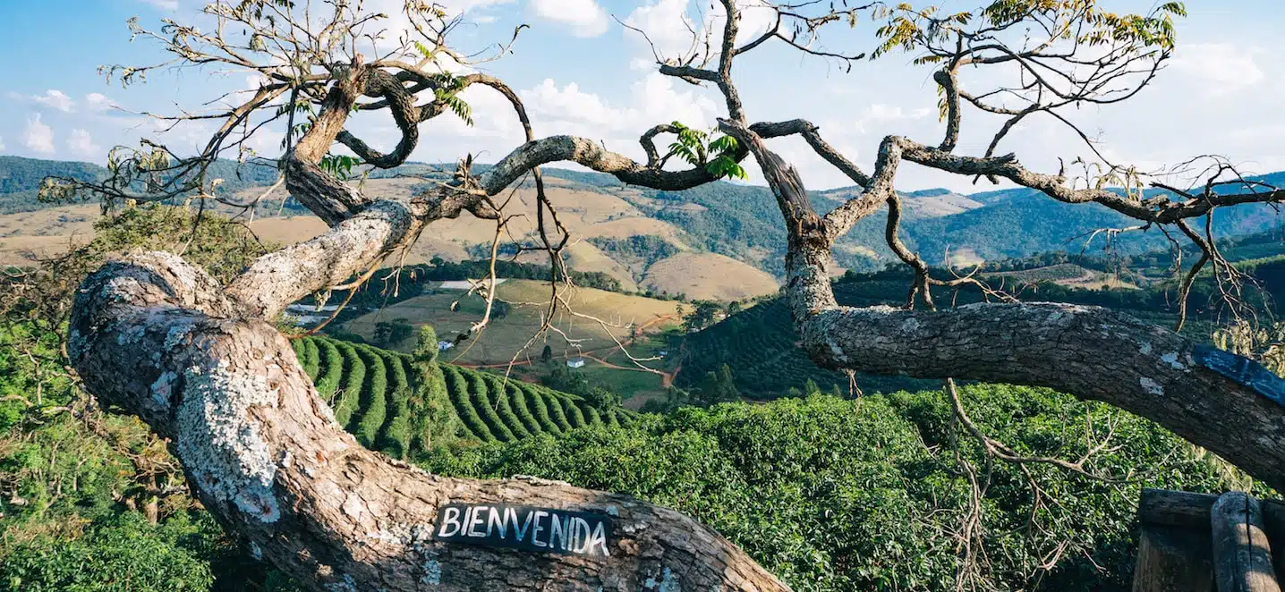 Baum mit Inschrift "Bienvieda" in Braslien