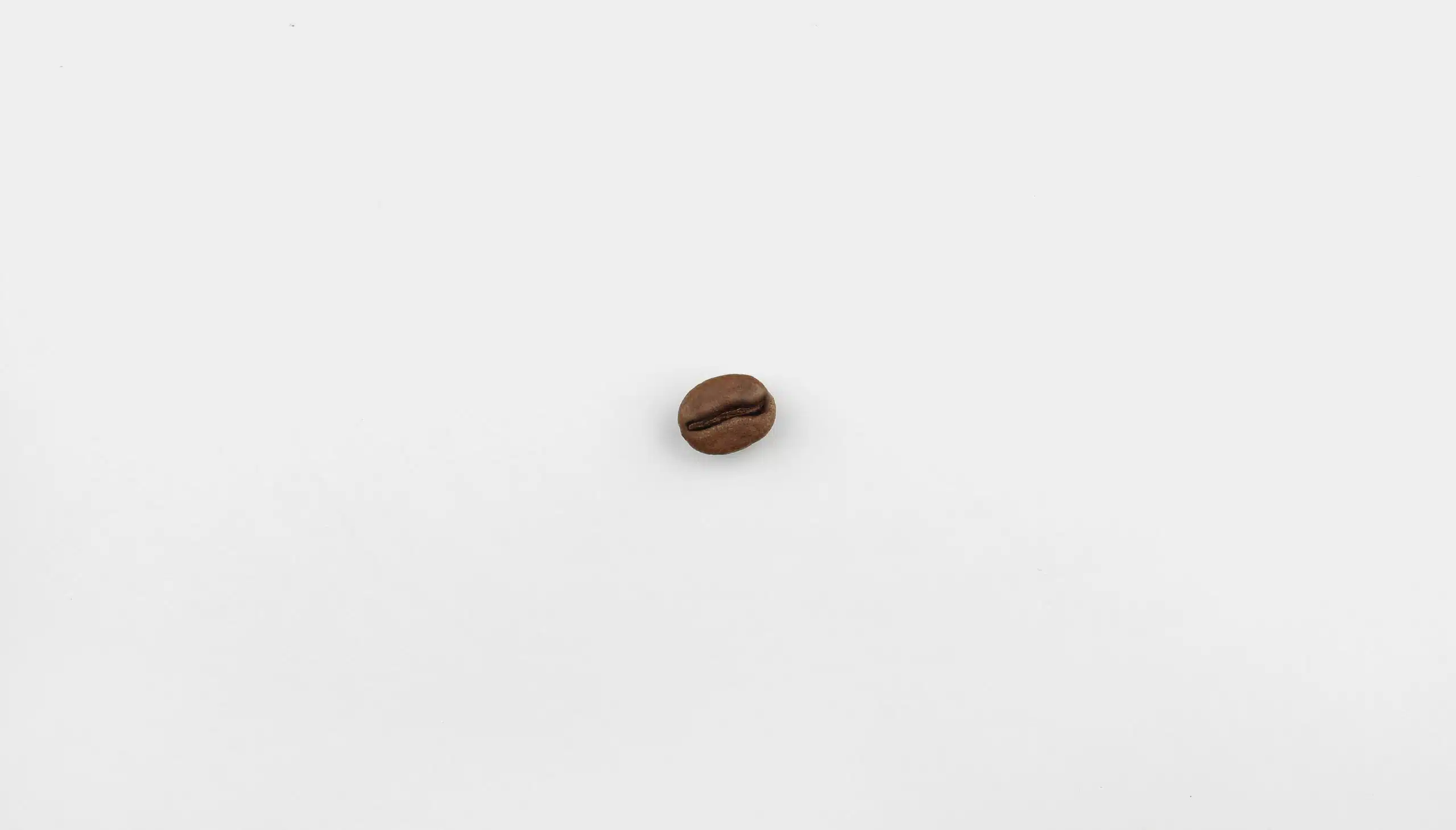 Kaffeebohne im Detail
