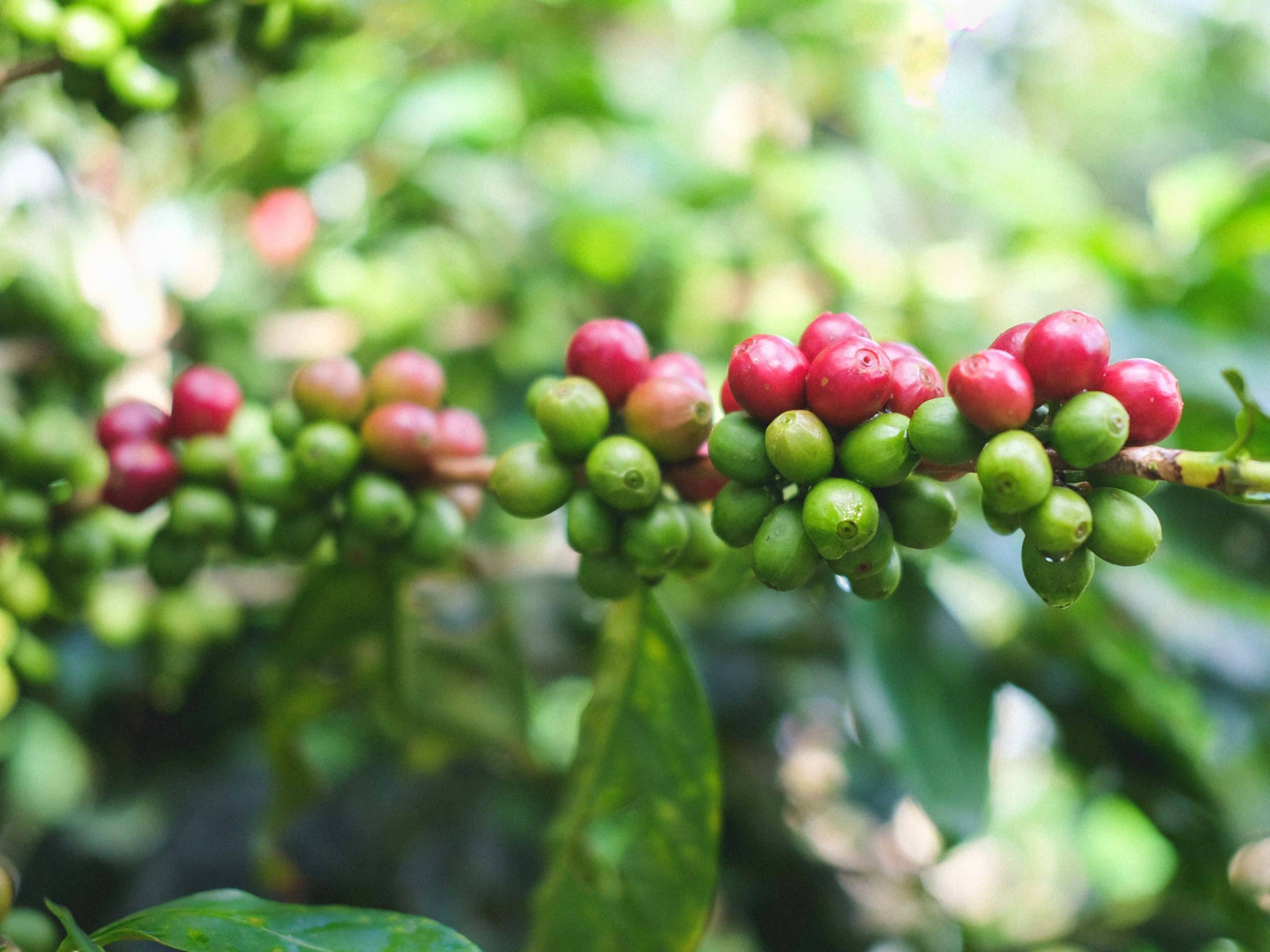 Kaffee aus Costa Rica Interview mit Farmer Don Tacho